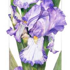 Схема вышивки «№1666319»