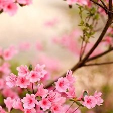 Схема вышивки «Яблоня в цвету»