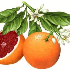 Схема вышивки «№1667249»