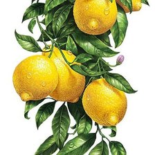 Схема вышивки «№1667254»