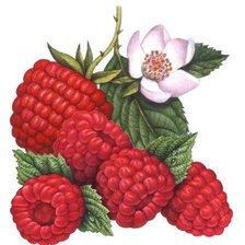 Схема вышивки «Малина»