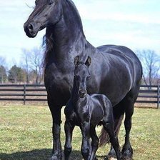 Схема вышивки «Лошади»