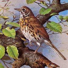 Схема вышивки «птичка»