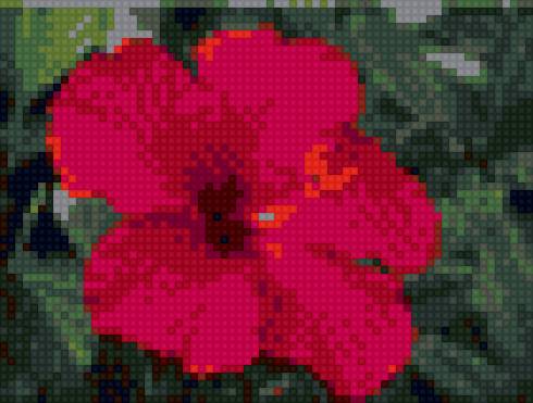 гибискус - гибискус, цветы - предпросмотр