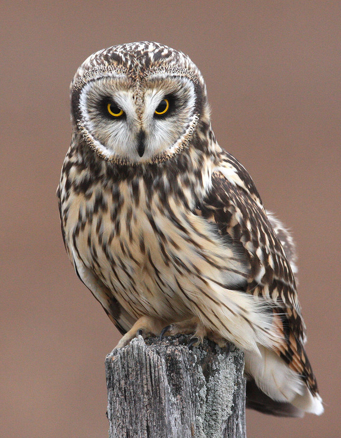 Совушка - оригинал