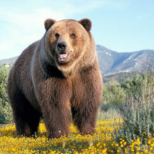 Схема вышивки «Медведь»