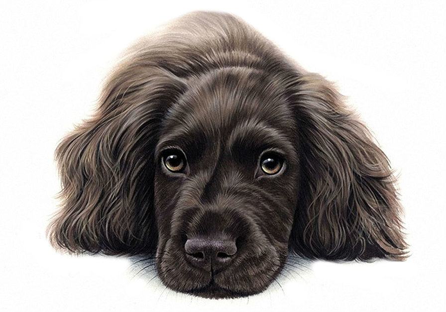 Пес - собака, животные - оригинал