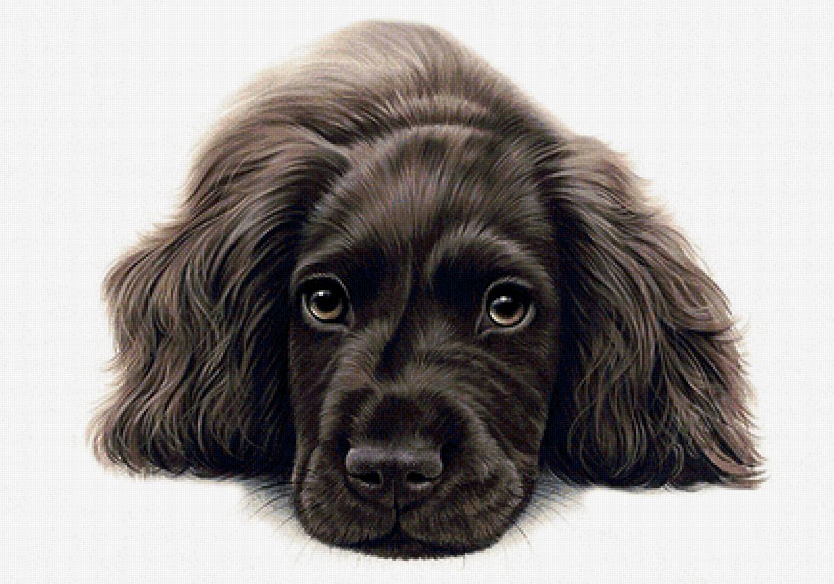 Пес - животные, собака - предпросмотр