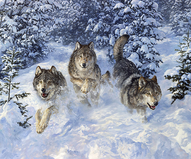 волки зимой - природа, животные, зима - оригинал