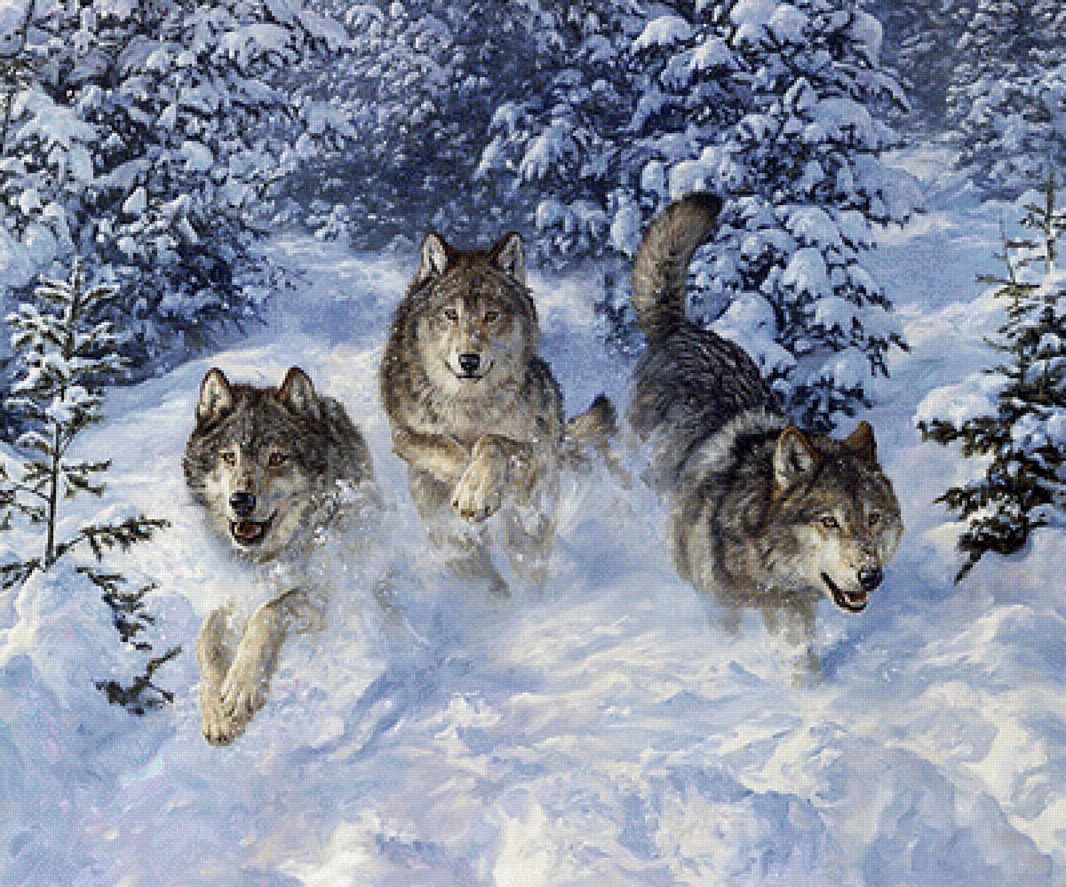 волки зимой - природа, животные, зима - предпросмотр