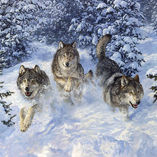 волки зимой