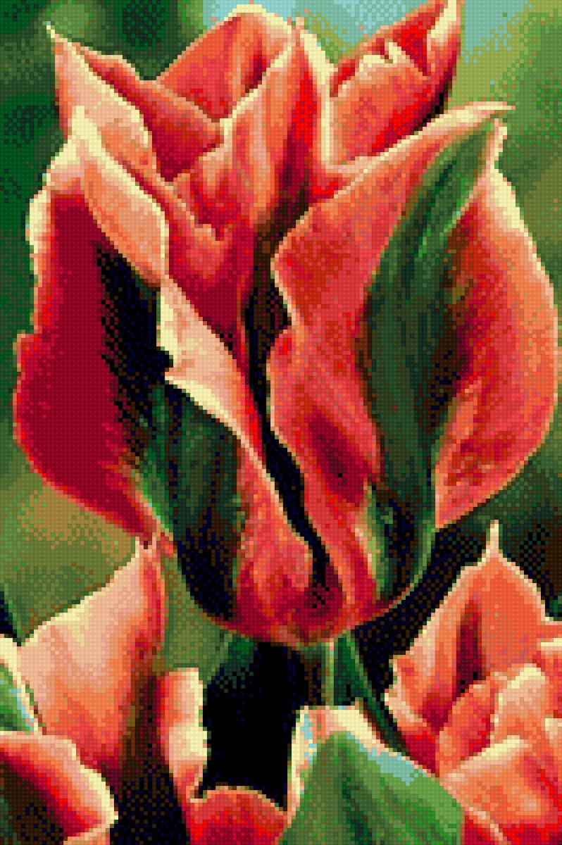 тюльпан - предпросмотр