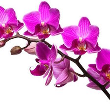 Схема вышивки «Орхидея»