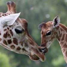 Схема вышивки «Нежность»