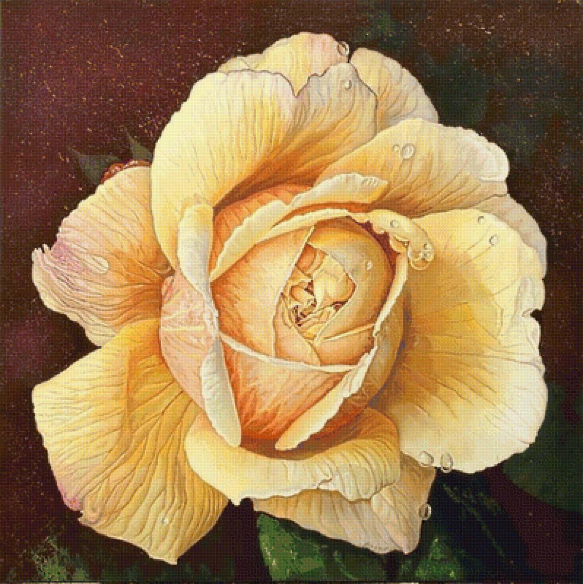 №1670777 - роза - предпросмотр