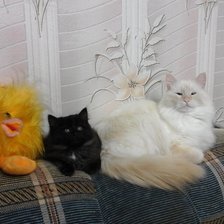 Схема вышивки «коты»