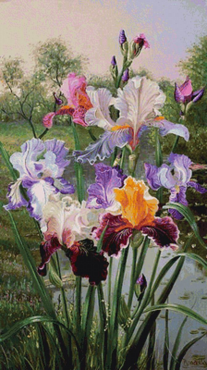 Ирисы - предпросмотр