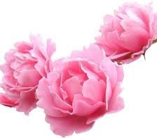 Схема вышивки «Пионы»