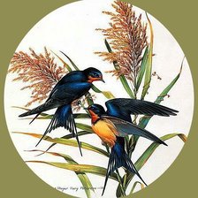 Схема вышивки «Серия "Птицы"»