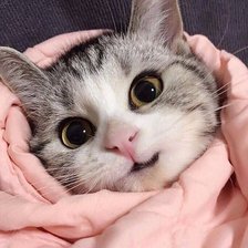 Схема вышивки «Котенок»