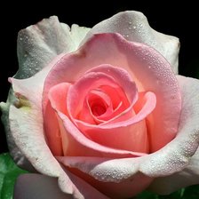 Схема вышивки «Свежесть»