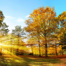 Схема вышивки «Осенний лес»