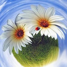 Схема вышивки «margaréty»