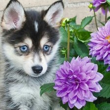 Схема вышивки «№1674237»