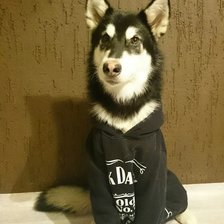 Схема вышивки «маламут»