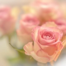 Схема вышивки «розы»