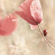 Схема вышивки «мак»