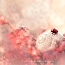 Схема вышивки «мак»