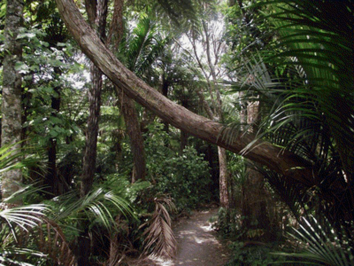 Джунгли - предпросмотр