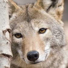 Схема вышивки «№1675261»