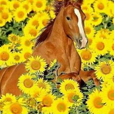 Схема вышивки «kon»