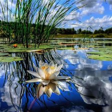 Схема вышивки «LOTOS»