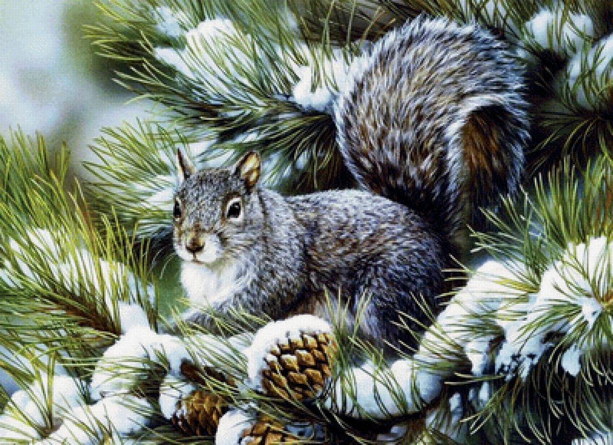 белочка - сосна. зима.шишки. белка - предпросмотр