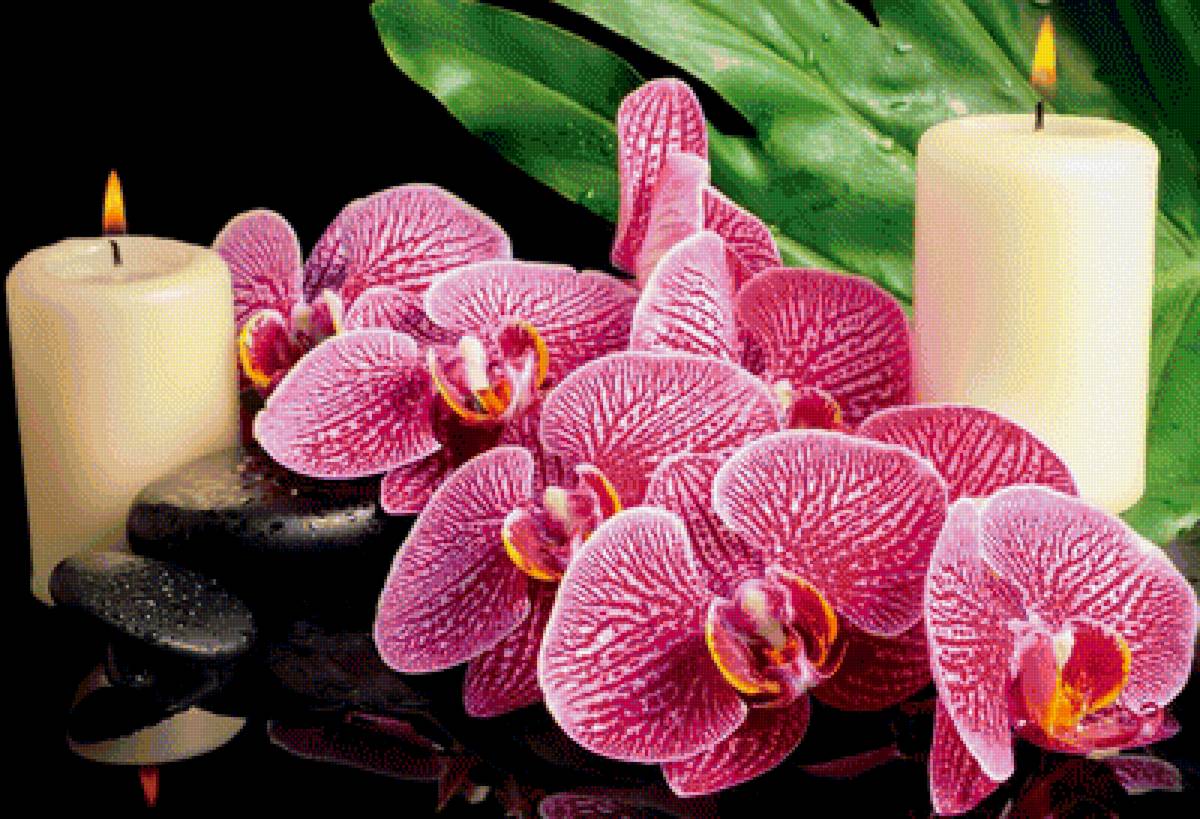 орхидеи - орхидеи. камни - предпросмотр