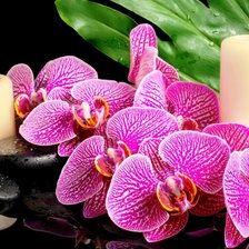 орхидеи