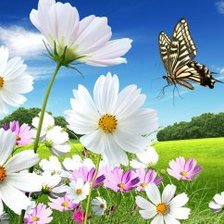 Схема вышивки «ромашки2»