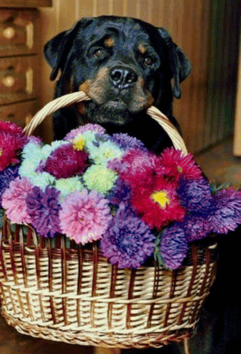 222 - предпросмотр