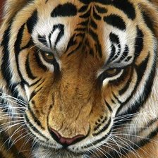 Схема вышивки «тигр»