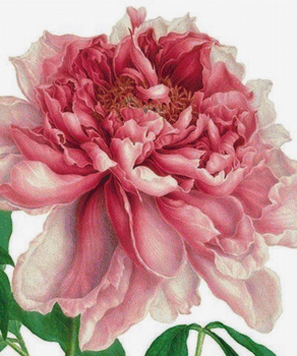 ПИОН - пион - предпросмотр