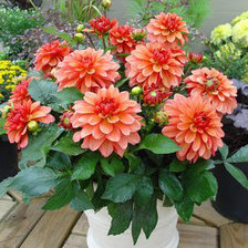 Схема вышивки «Георгины»