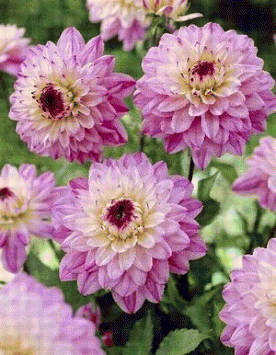 Георгины - предпросмотр