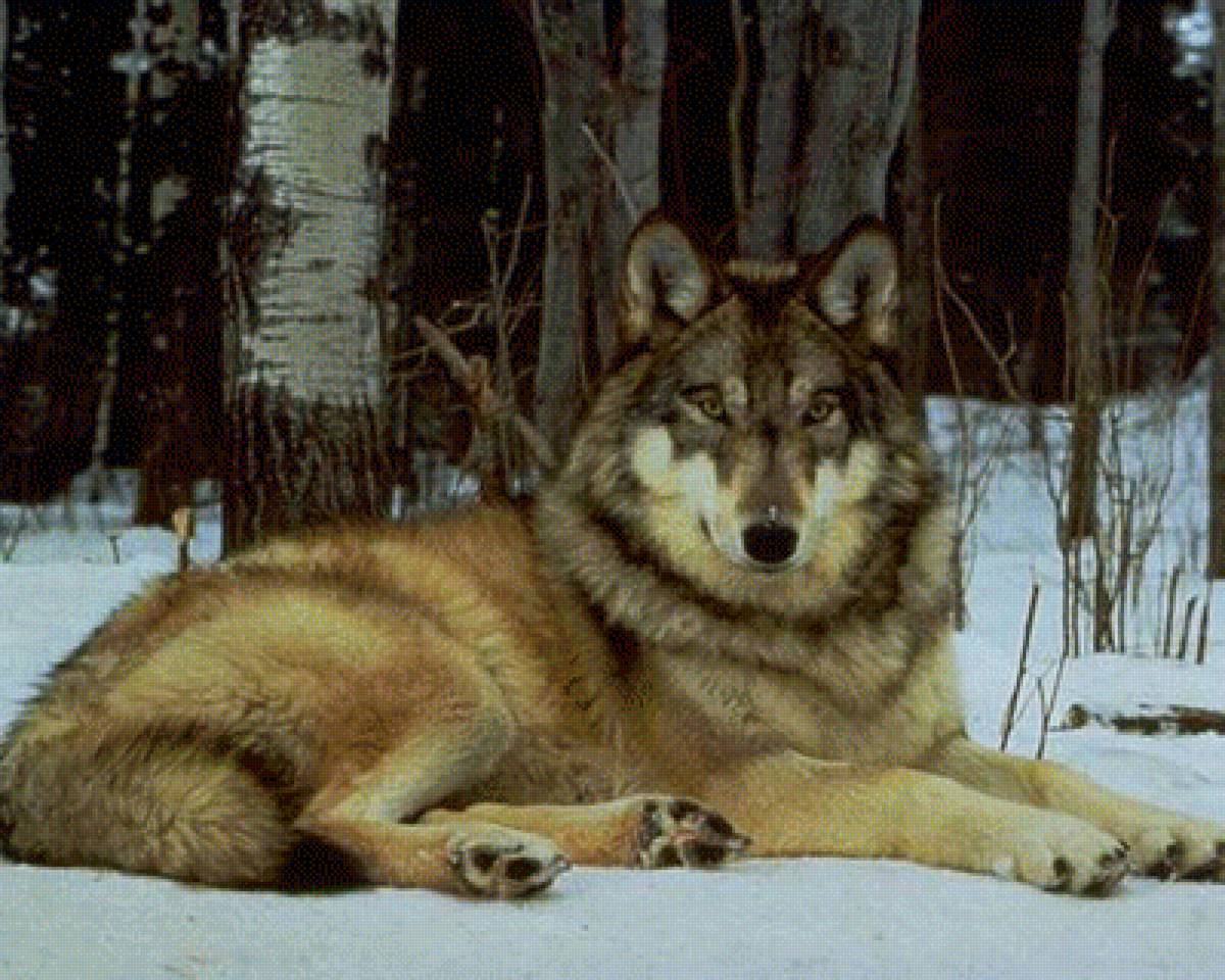 Волк - волк - предпросмотр