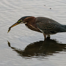Схема вышивки «маленькая цапля»