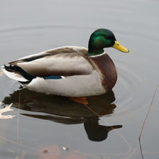 Схема вышивки «утка»