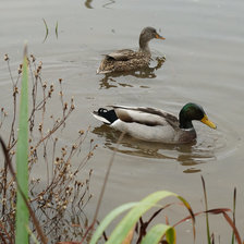 Схема вышивки «ducks»