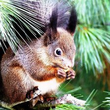 Схема вышивки «белочка 2»